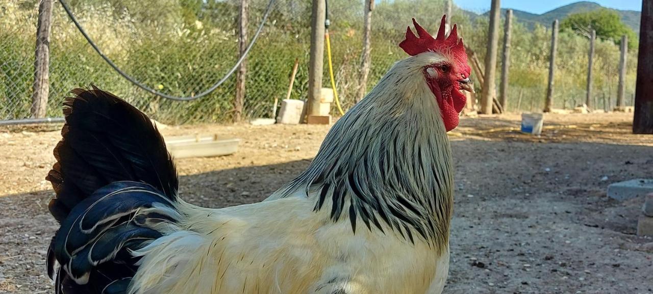 Villa Klinai Cerveteri Bagian luar foto