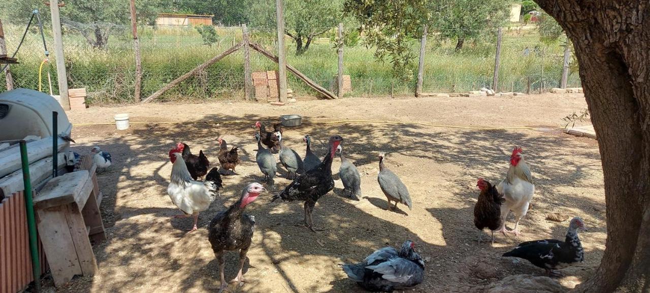 Villa Klinai Cerveteri Bagian luar foto